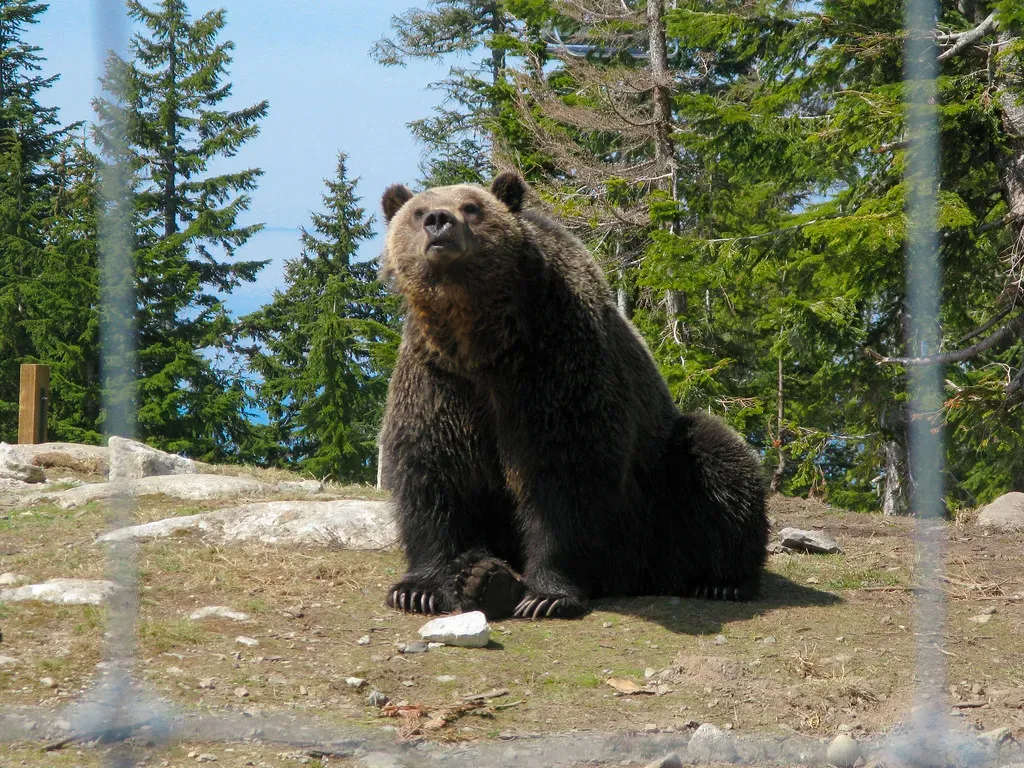 Grizzly Bears Reclaiming Their Mountain Territory (Image Credits: Flickr)
