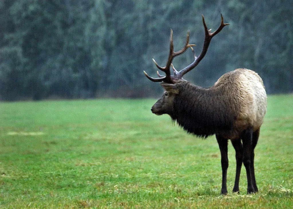 Oregon (Oregon Department of Fish & Wildlife, Flickr, CC BY-SA 2.0)