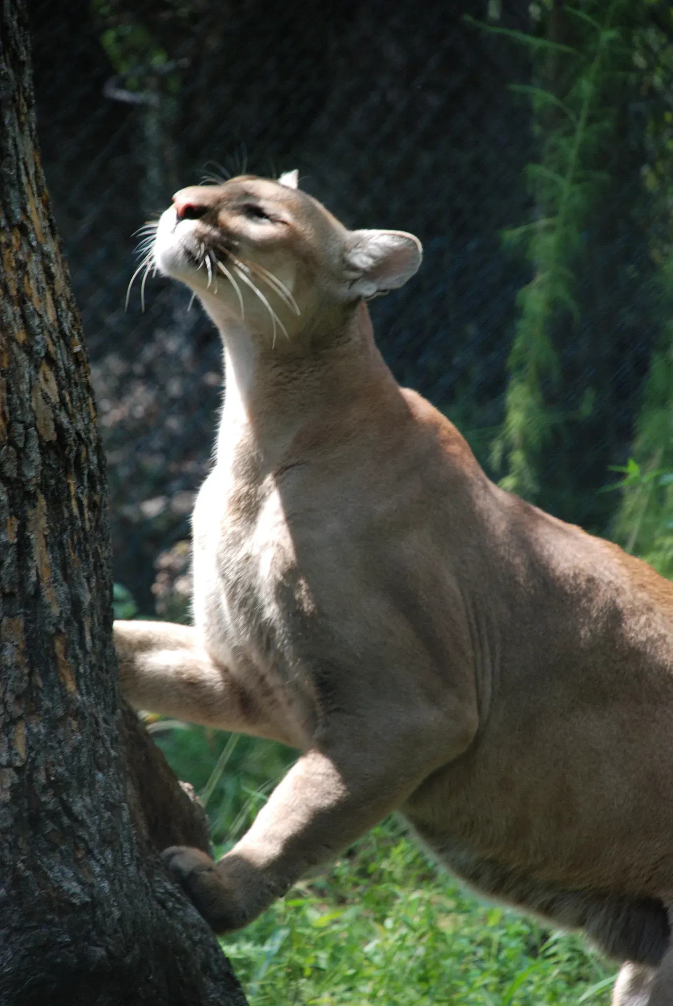 They're Apex Predators Reshaping Ecosystems (Image Credits: Wikimedia)