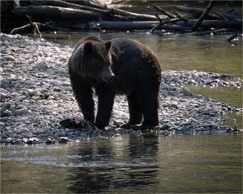 One Feeding Can Alter a Bear's Behavior for Years (marneejill, Flickr, CC BY-SA 2.0)