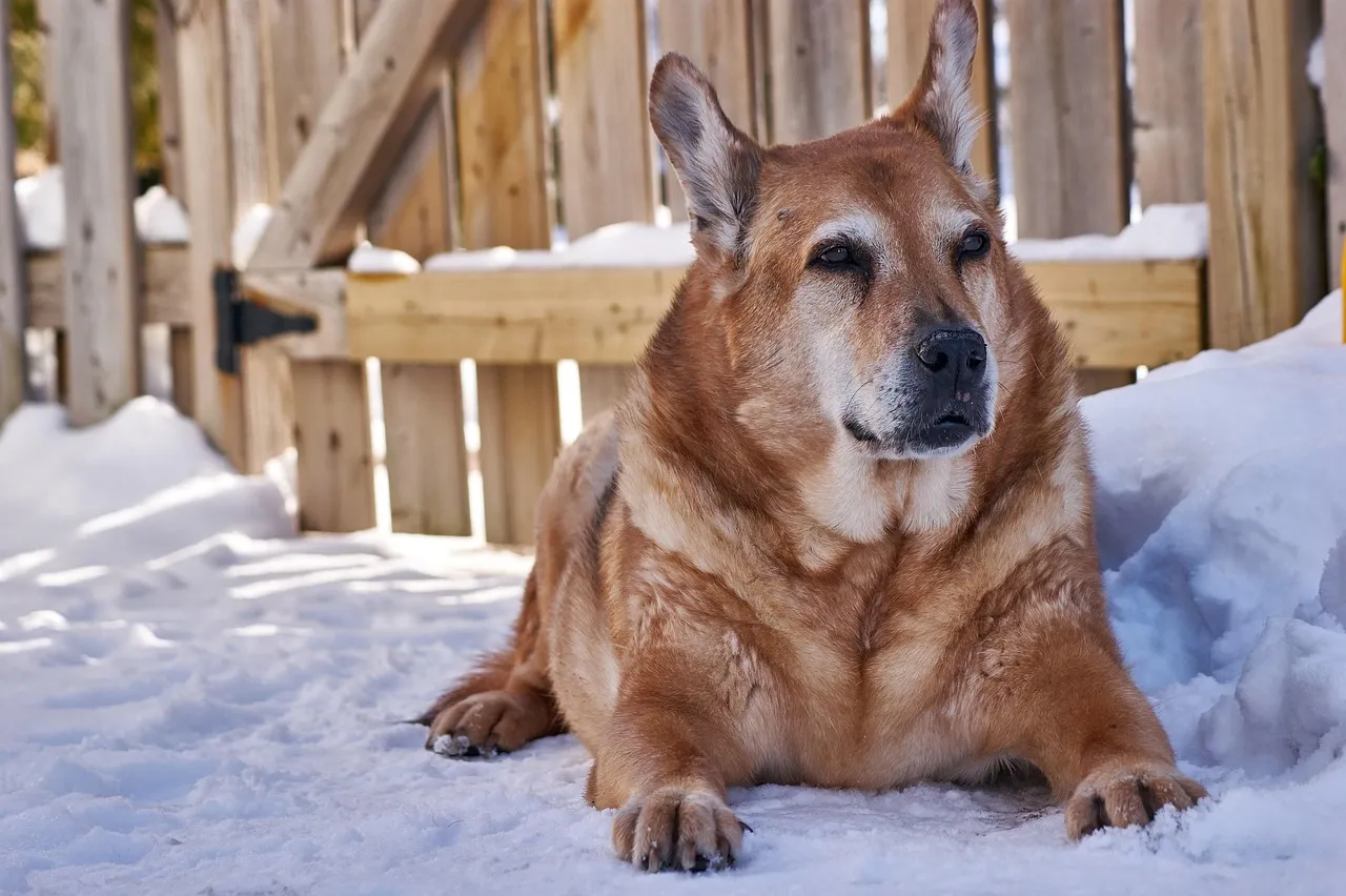 #10 - Guarding the Entryways Like It's Their Final Job (Image Credits: Pixabay)