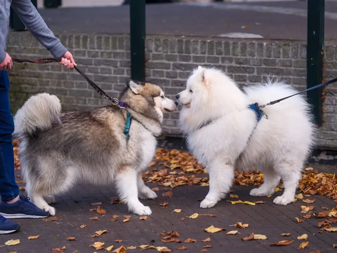 Dogs Cross-Modally Perceive Body Size (Image Credits: Unsplash)