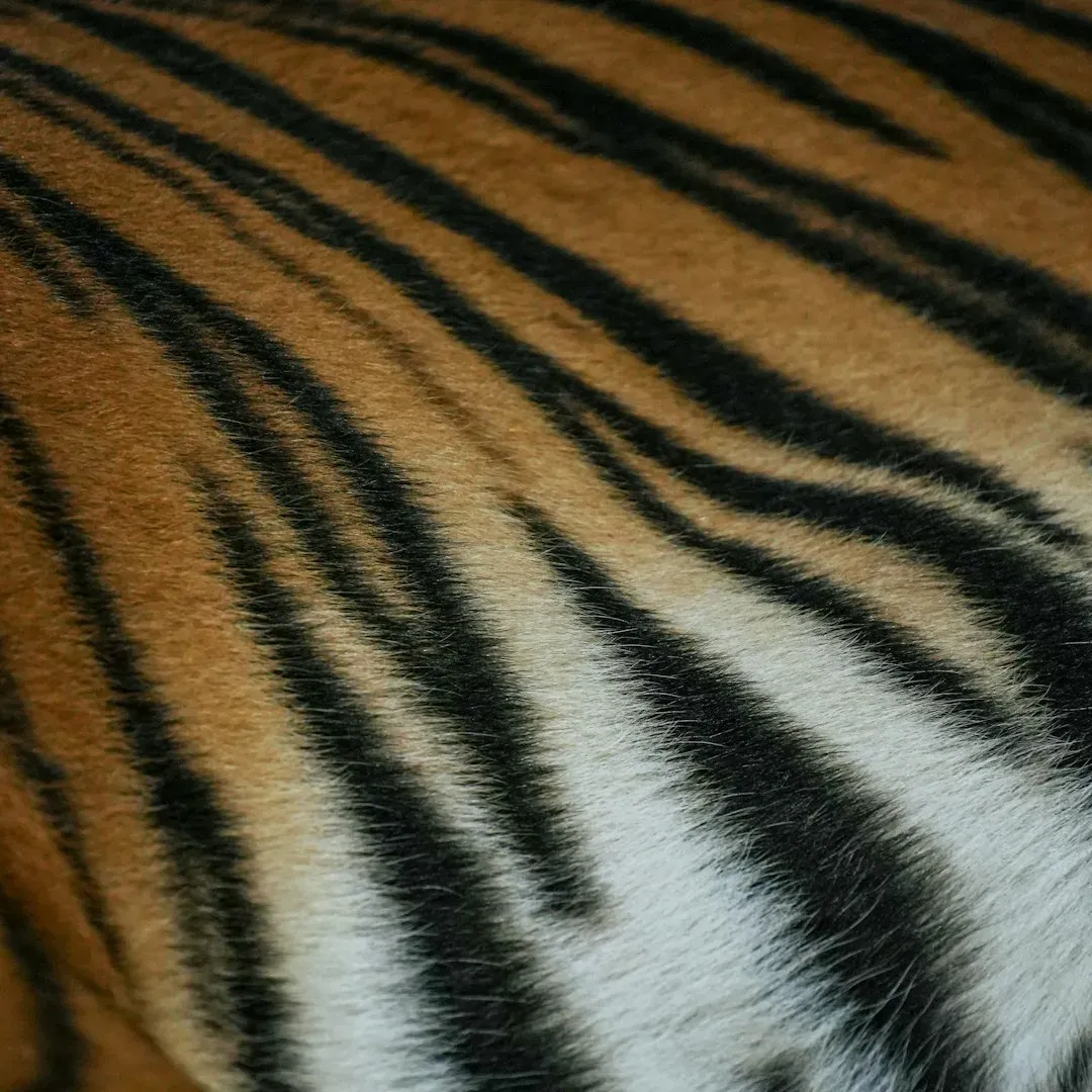 2. The Stripes Go Deeper Than You Think - Literally (Image Credits: Unsplash)