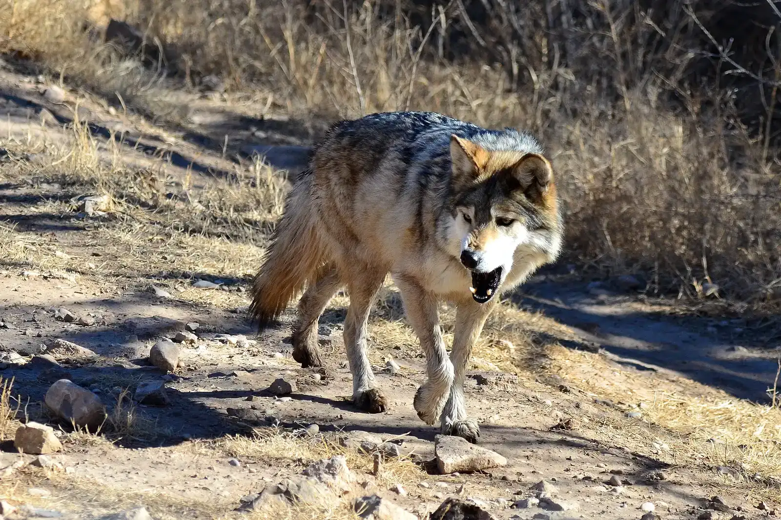 Arizona: Desert Wolves Defying the Odds (Mexican Wolf, CC BY 2.0)