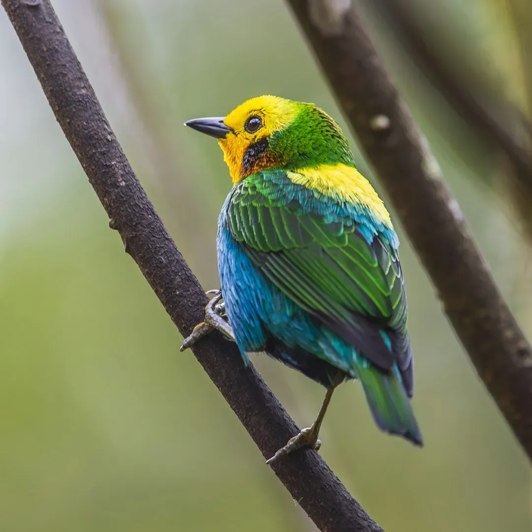 Multicolored Tanager: Colombia's Endemic Rainbow (Image Credits: Unsplash)