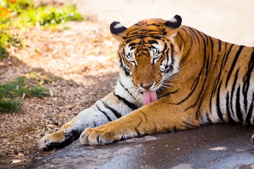 Baloo, Leo, and Shere Khan: The Bear, Lion, and Tiger Who Chose Family (Image Credits: Unsplash)