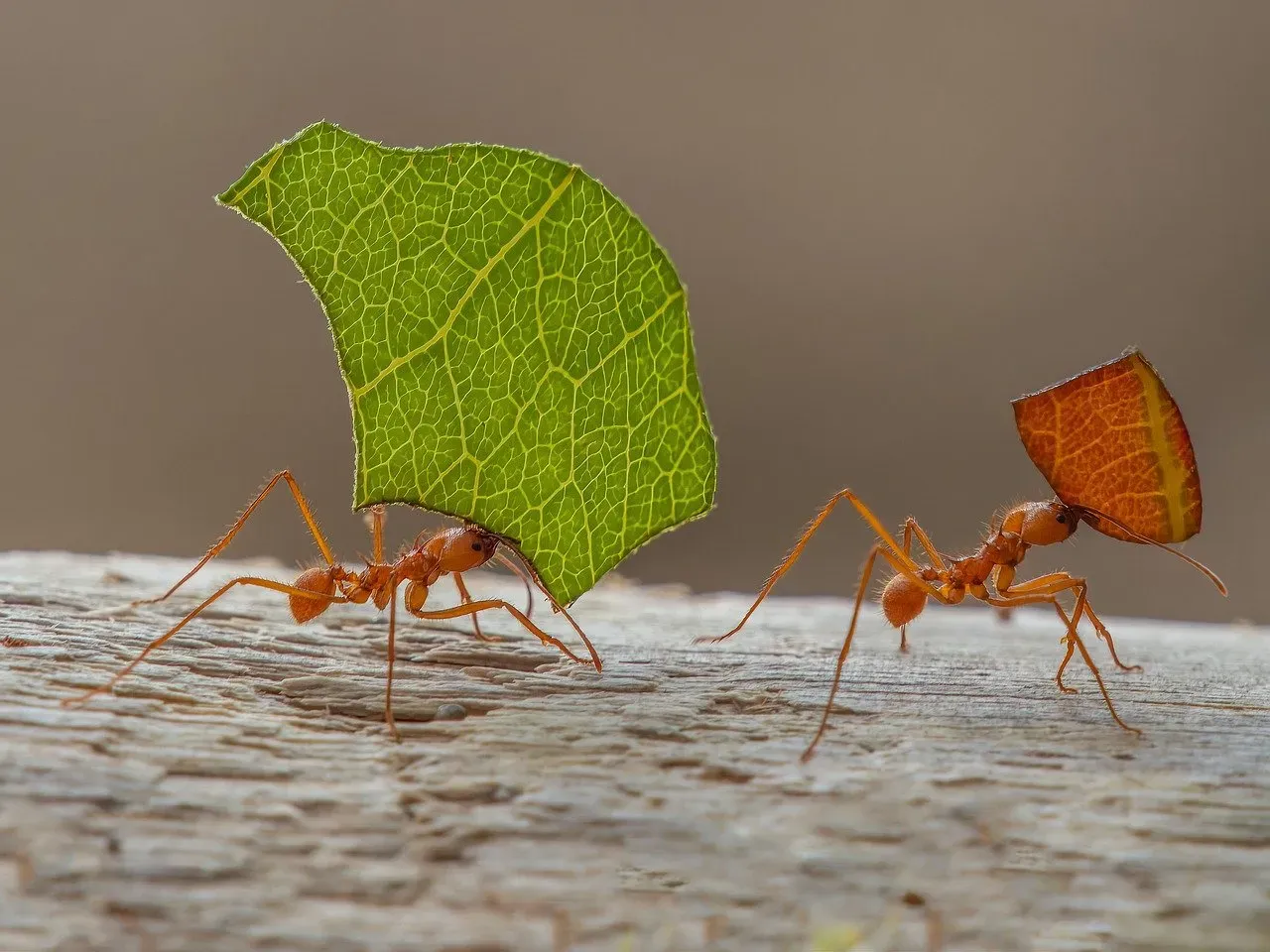 Virgo (August 23 – September 22): The Leafcutter Ant (Image Credits: Pixabay)