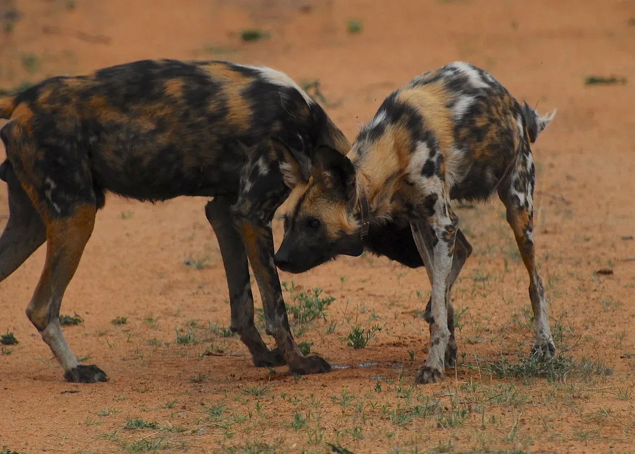 4. African Wild Dogs: The Unstoppable Pack Strategists (Image Credits: Pixabay)