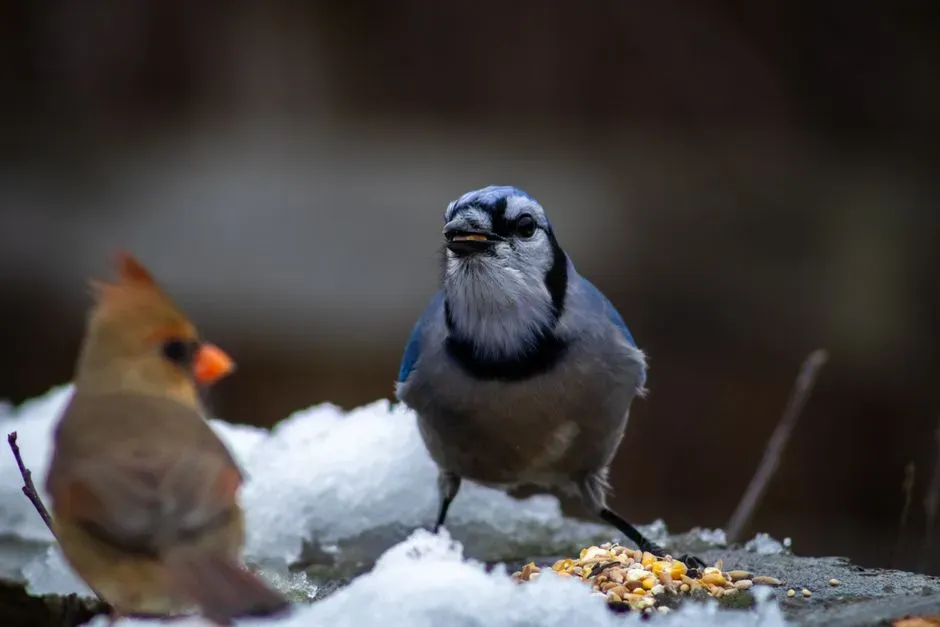 Appreciating the Balance These Birds Represent (Image Credits: Pexels)