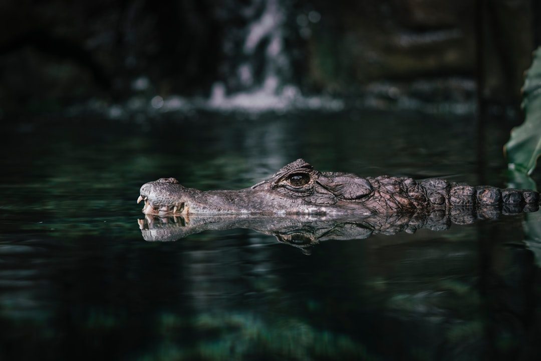 Crocodiles: Fear Transformed into Worship (Image Credits: Unsplash)
