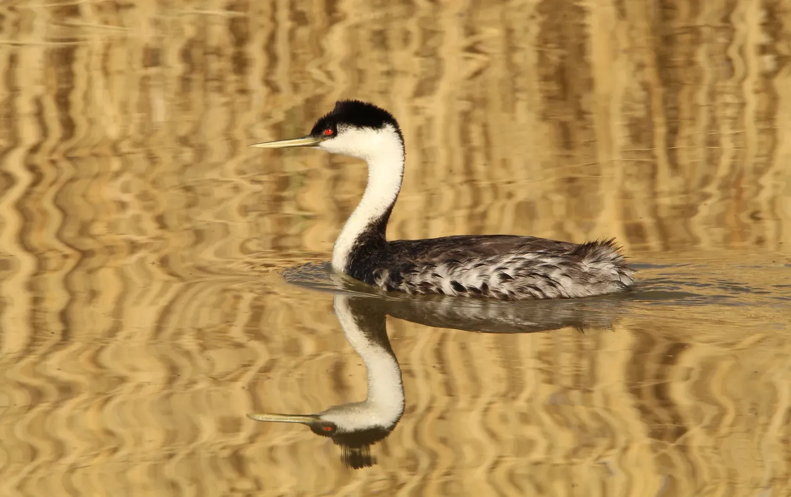 A Broader View of Nature Hidden Mechanisms (Western Grebe Bear River Migratory Bird Refuge, Public domain)