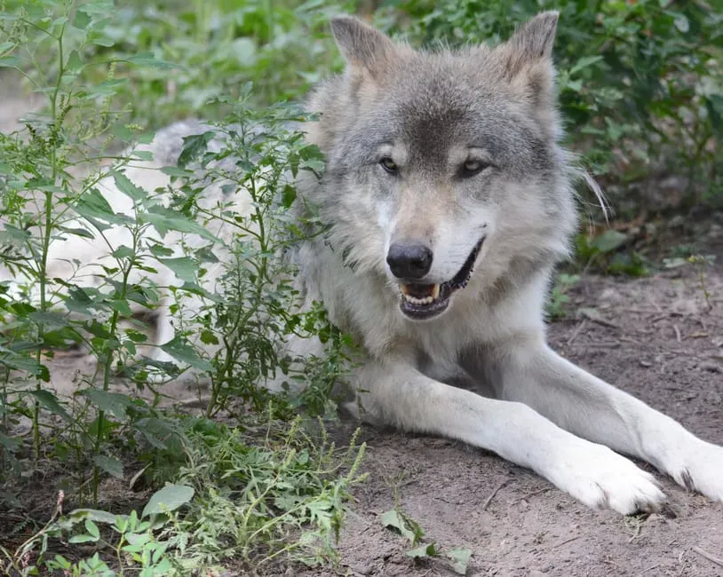 #2. The Subspecies Behind the Size: Meet the Mackenzie Valley Wolf (Image Credits: Pexels)