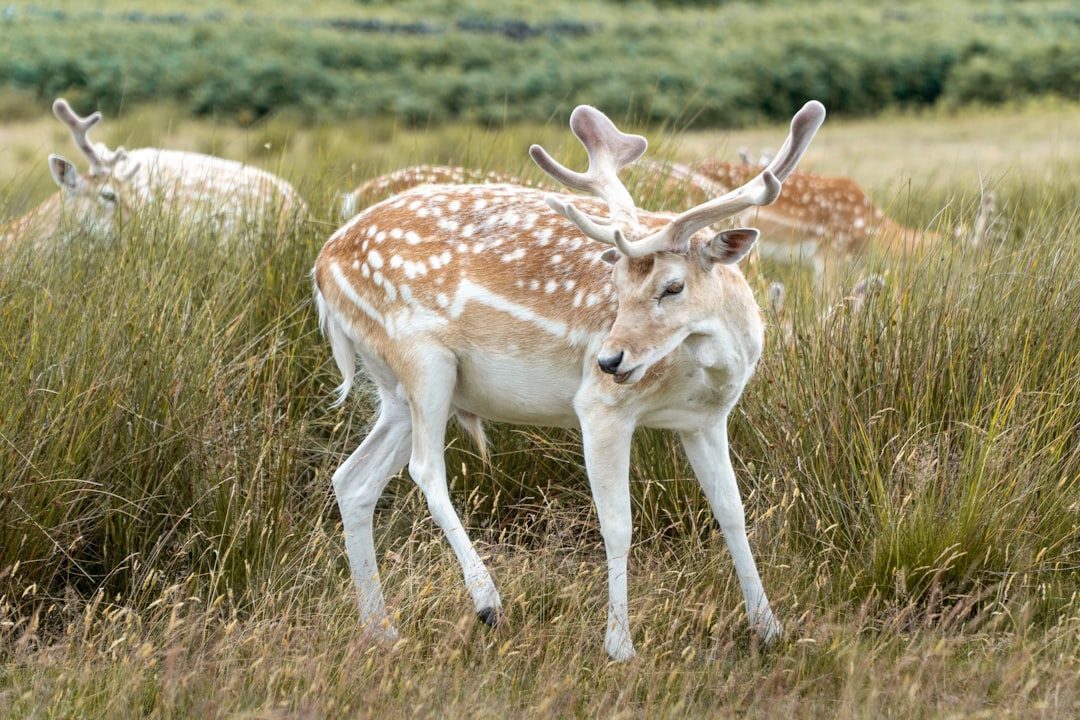 The Graceful Deer: Gentle Strength and Intuitive Navigation (Image Credits: Unsplash)
