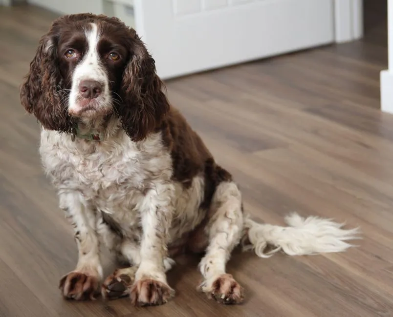 #1 - English Springer Spaniel (Image Credits: Pexels)
