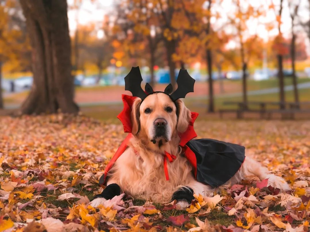 #33 - They Stop Caring About Wearing Cute Costumes (Image Credits: Unsplash)