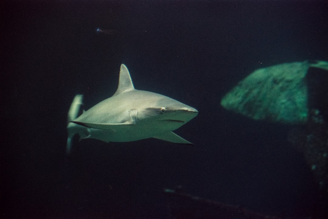 Young Sharks Learning Through Dangerous Mistakes (Image Credits: Unsplash)