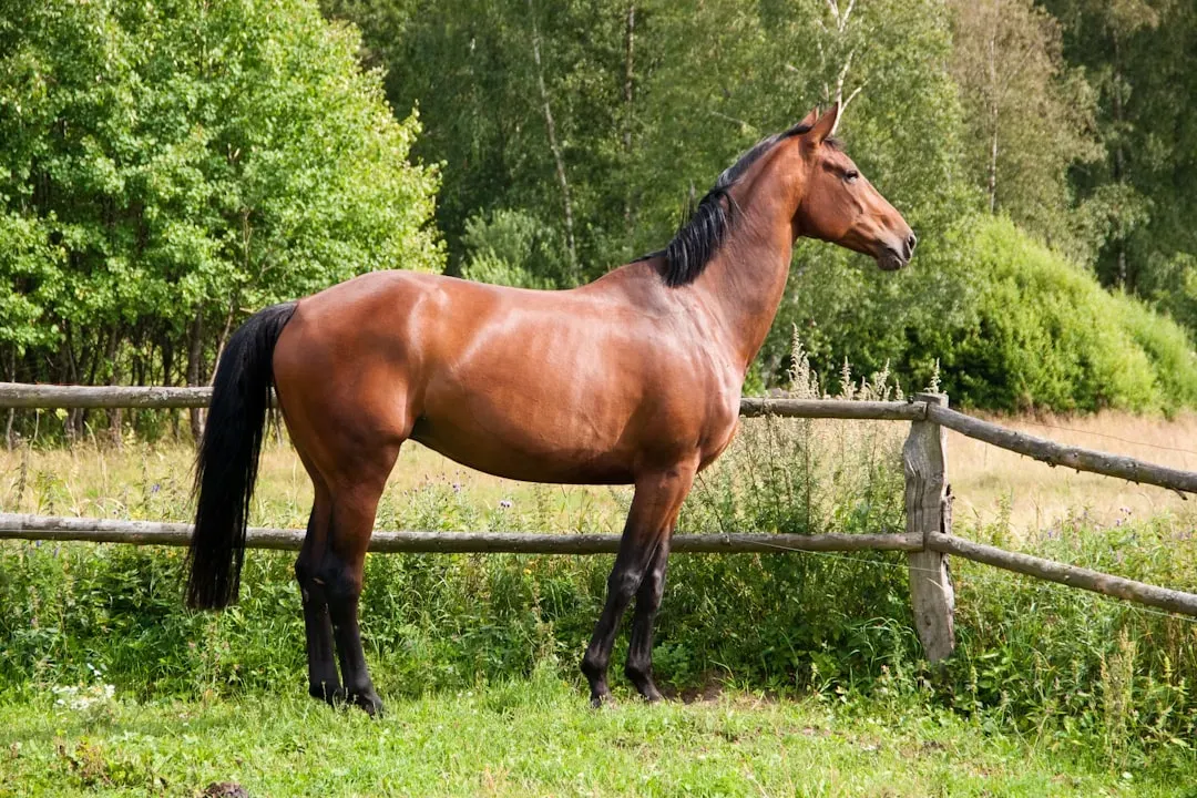 #6 Virgo (August 23 – September 22): The Hanoverian (Image Credits: Unsplash)