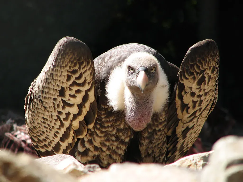 Their Featherless Heads Are Actually Brilliant Adaptations (Image Credits: Flickr)