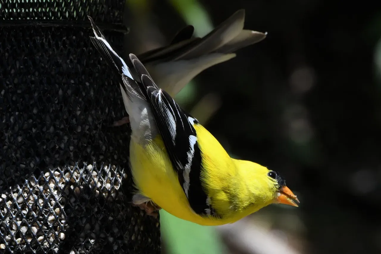 #8. Their Beaks and Legs Change Color With the Seasons (Image Credits: Pixabay)