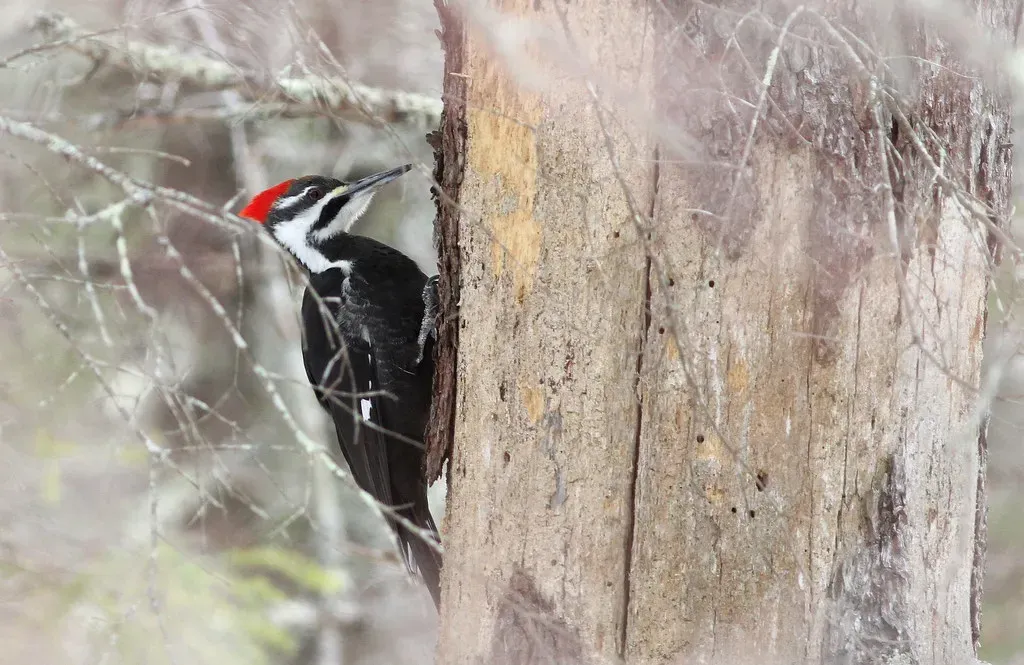 #5. It's Mating Season and Your House Is the Loudest Stage Around (Fyn Kynd, Flickr, CC BY 2.0)