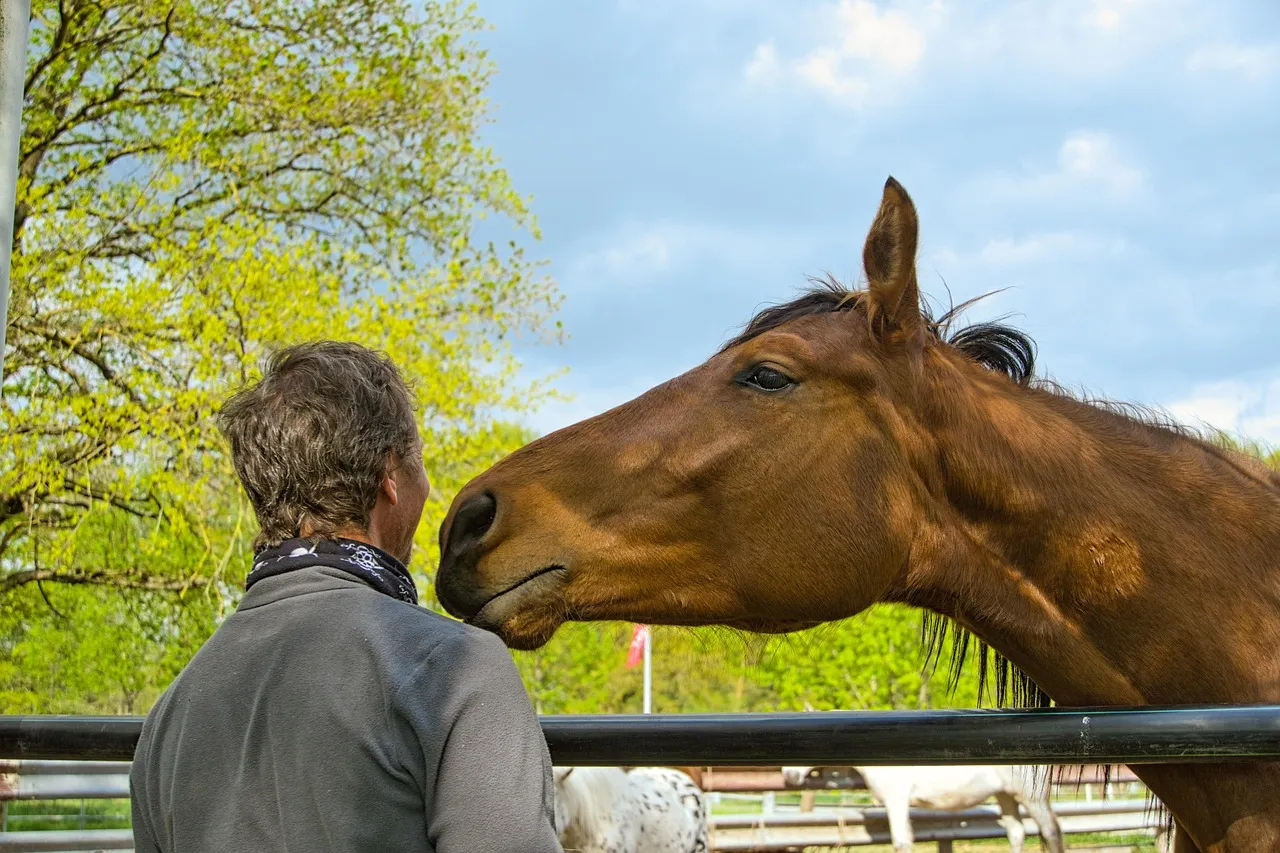How Horses Read Our Faces, Voices, and Hidden Intentions (Image Credits: Pixabay)