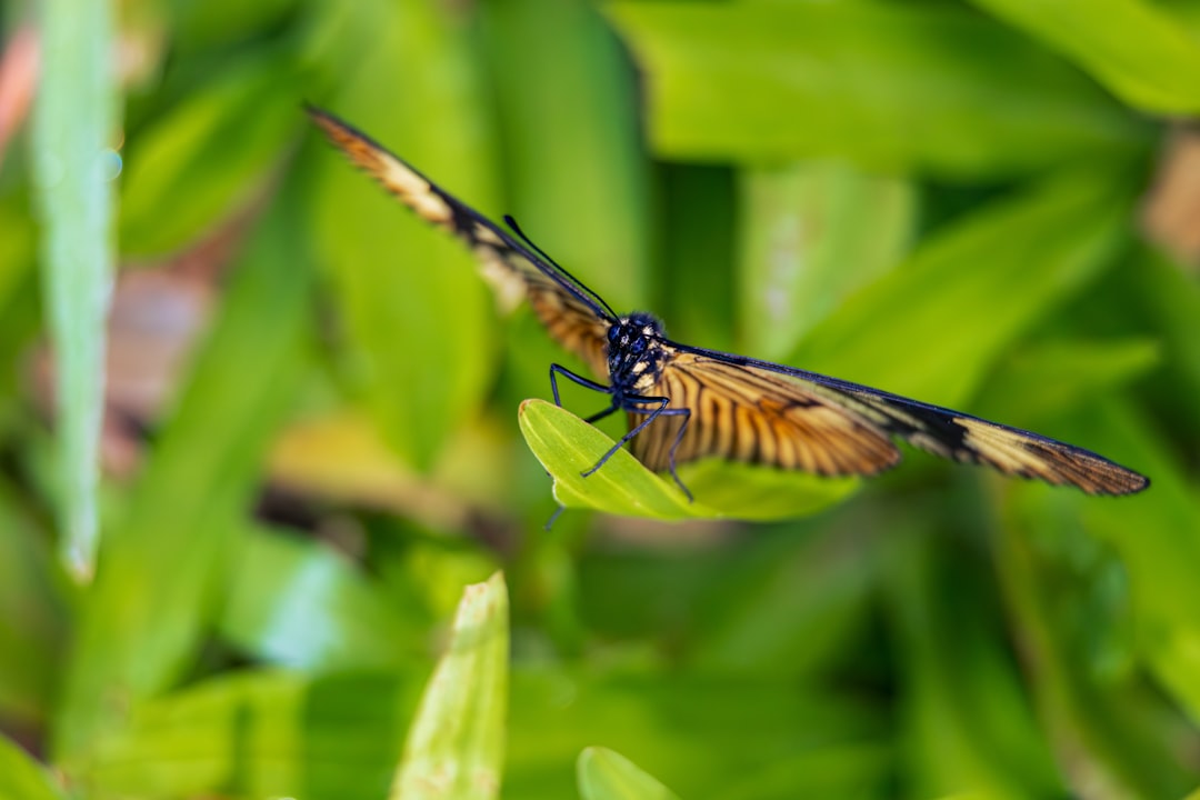 Their Wings Are Actually Modified Ribs (Image Credits: Unsplash)