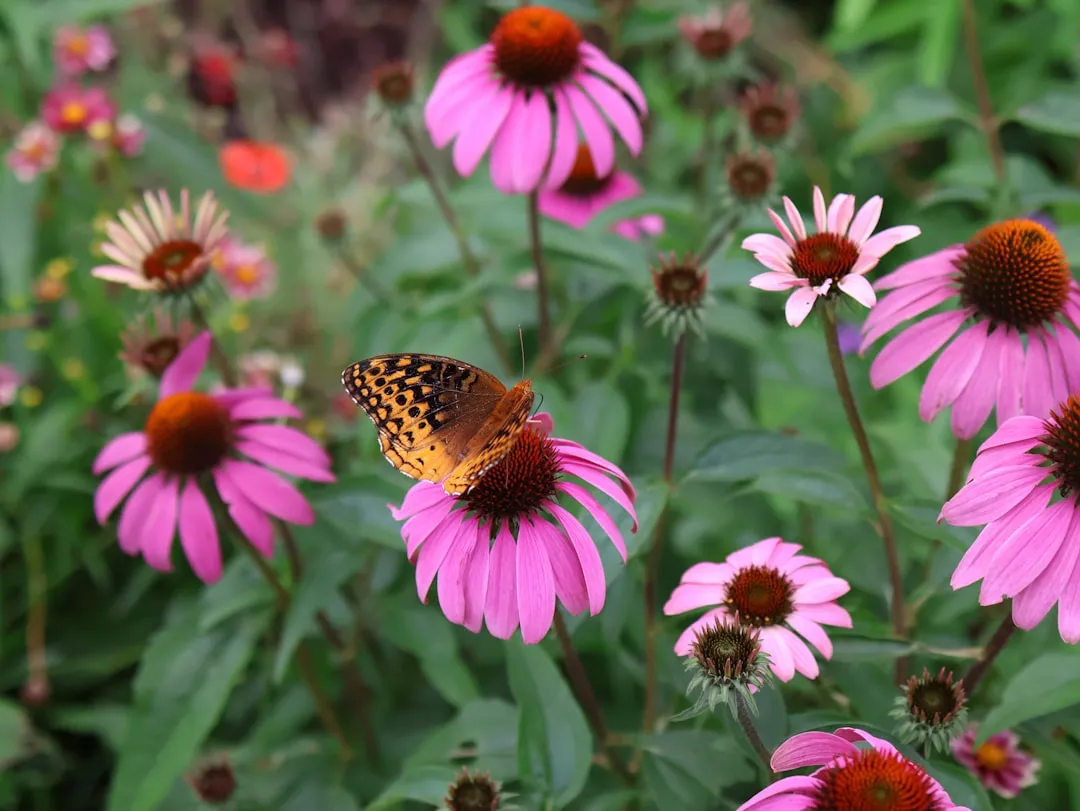 12. Design With Coneflowers for Reliable, Season-Long Color (Image Credits: Unsplash)
