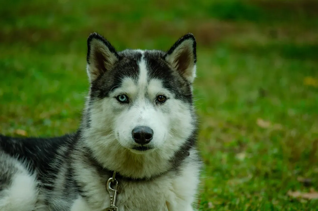Laika: The Space Pioneer Who Never Came Home (Image Credits: Pixabay)