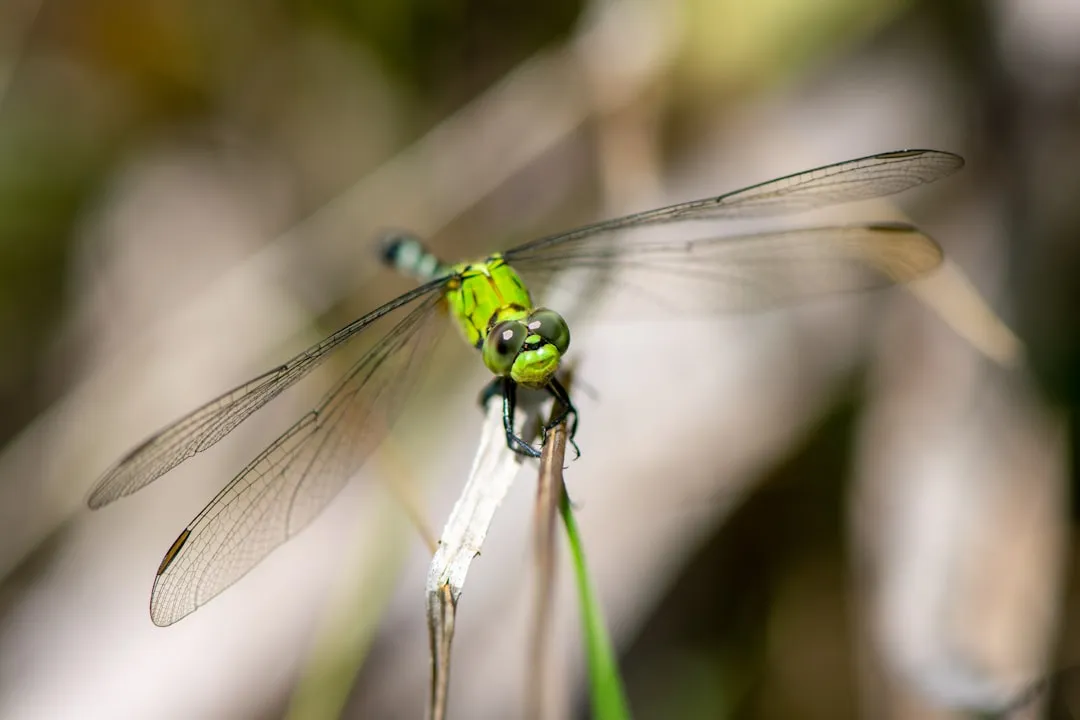 The green darner's long-distance commute (Image Credits: Unsplash)