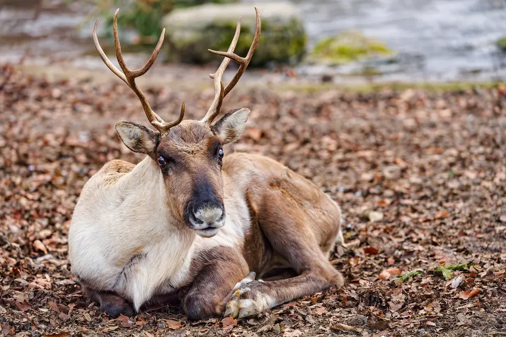 Their Noses Are High-Tech Heating Systems (Image Credits: Flickr)
