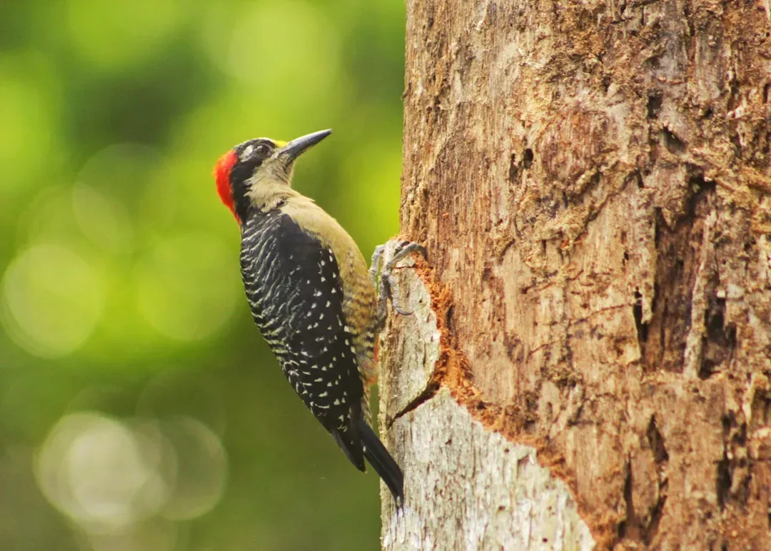 Cancer and the Woodpecker (June 21 - July 22) (Image Credits: Unsplash)