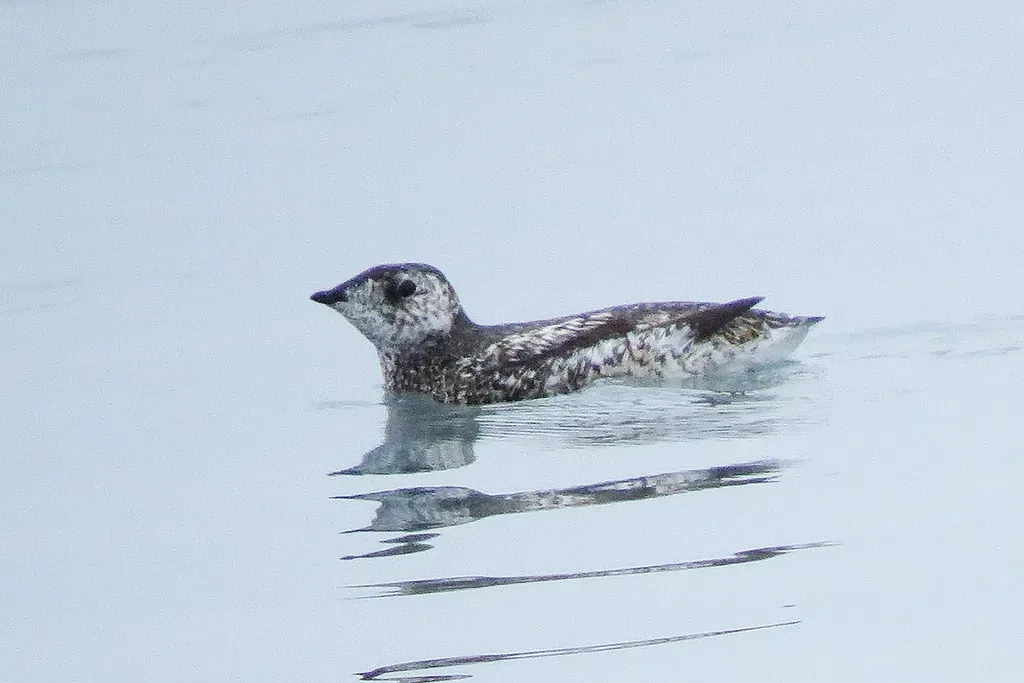 6. Kittlitz's Murrelet: The Ghost of the Glacier (don r faulkner, Flickr, CC BY-SA 2.0)
