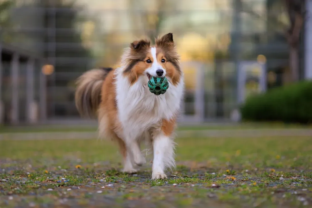 11. Shetland Sheepdog (Image Credits: Unsplash)