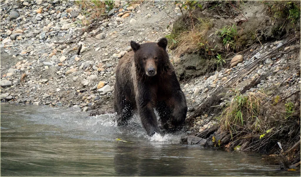 They Can Run Faster Than You'd Ever Expect (Image Credits: Flickr)