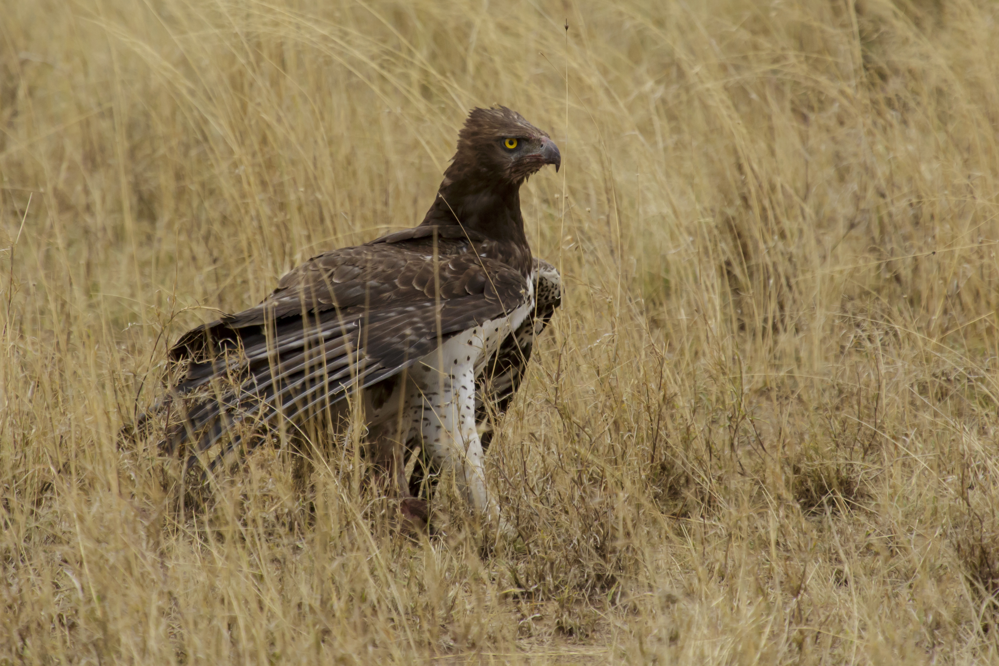 Virgo: The Martial Eagle (Image Credits: Wikimedia)