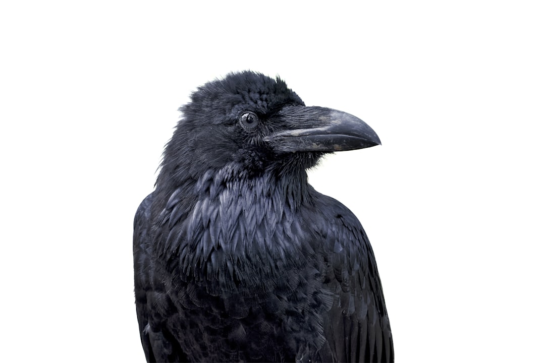 Crow Intelligence That Rivals Tool-Making Engineers (Image Credits: Unsplash)
