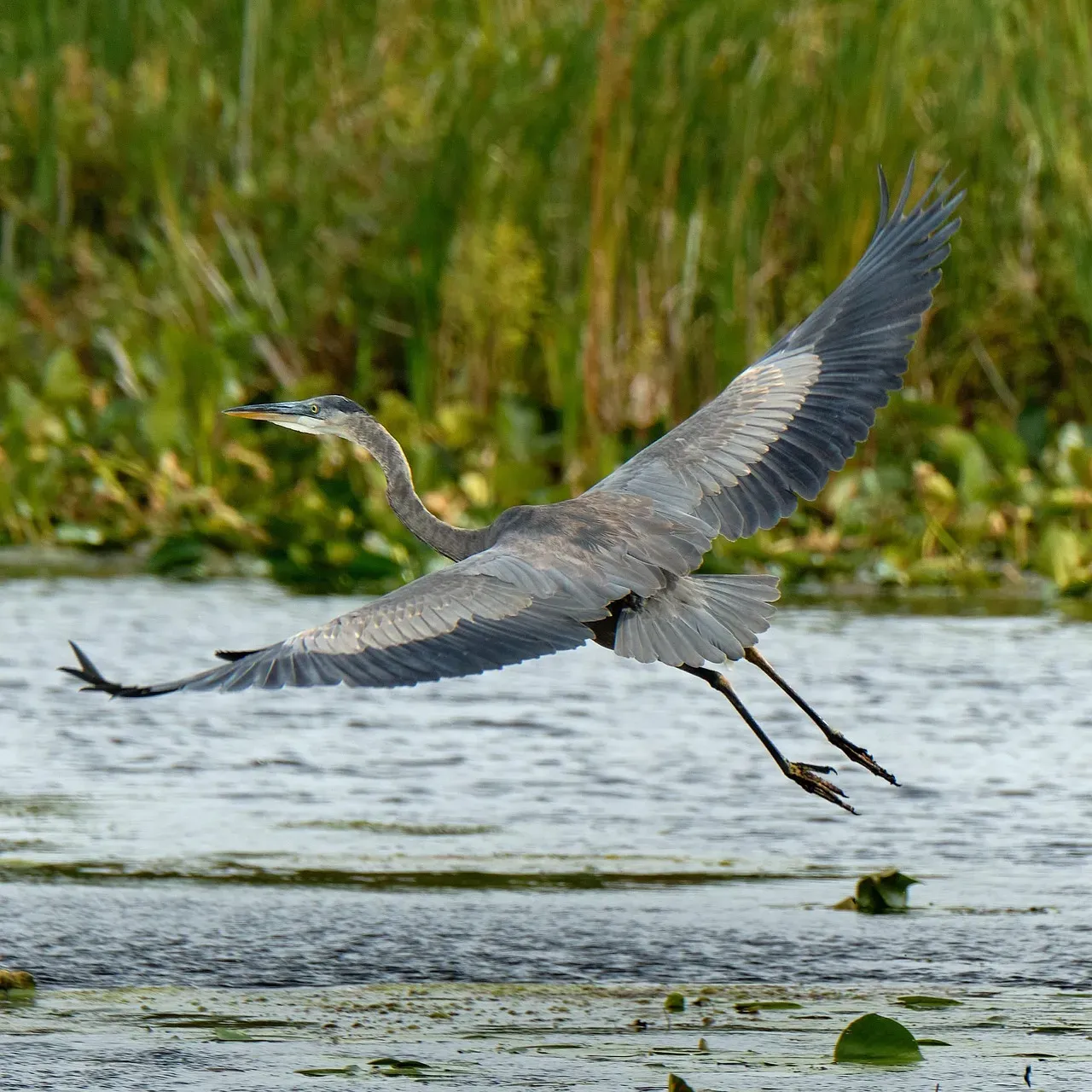 Range, Migration, and the Power of Those Wings in Flight (Image Credits: Pixabay)