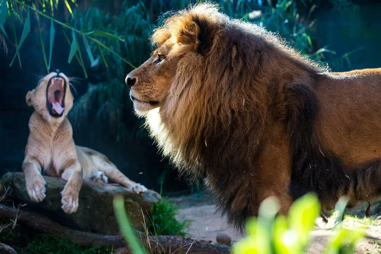 Leo: The Regal Champion Commanding Respect for Animals (Image Credits: Pixabay)