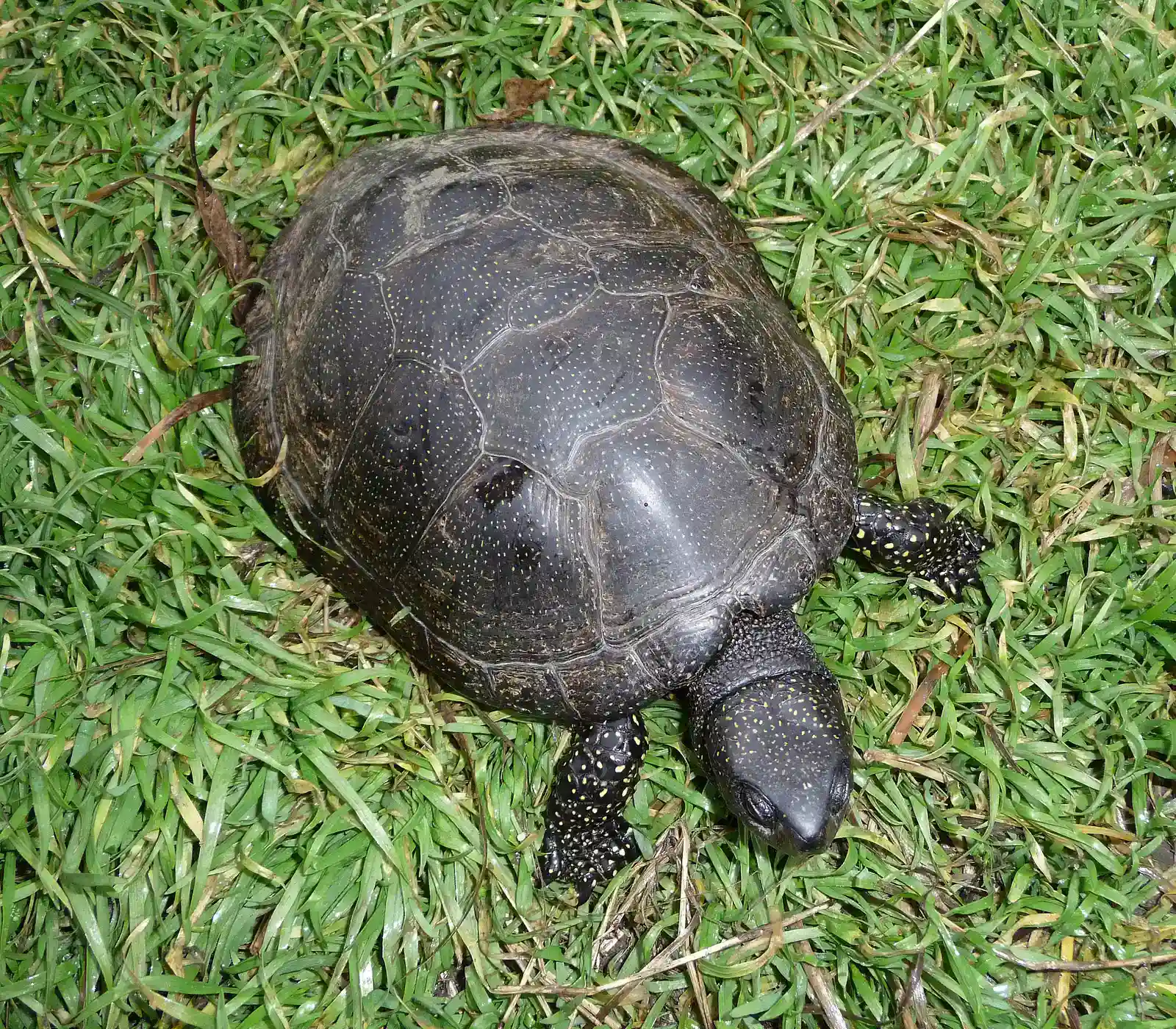 Blanding's Turtle (Image Credits: Wikimedia)