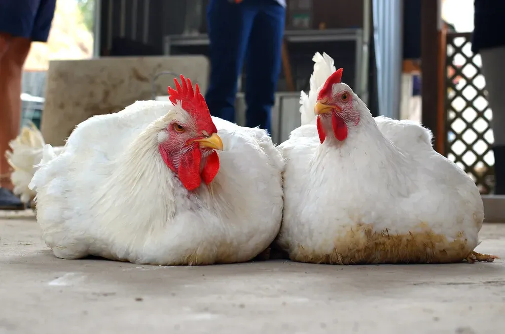 North Carolina: The Heavyweight in Pounds Produced (Image Credits: Flickr)