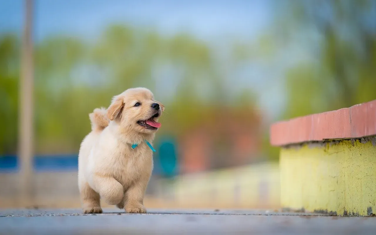 They Explore Confidently During Walks and Outdoors (Image Credits: Pixabay)