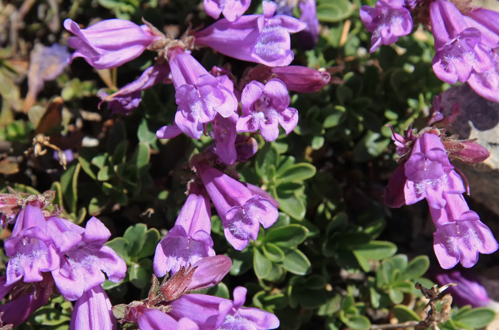 3 - Penstemon (Beardtongue) (By Dcrjsr, CC BY 3.0)