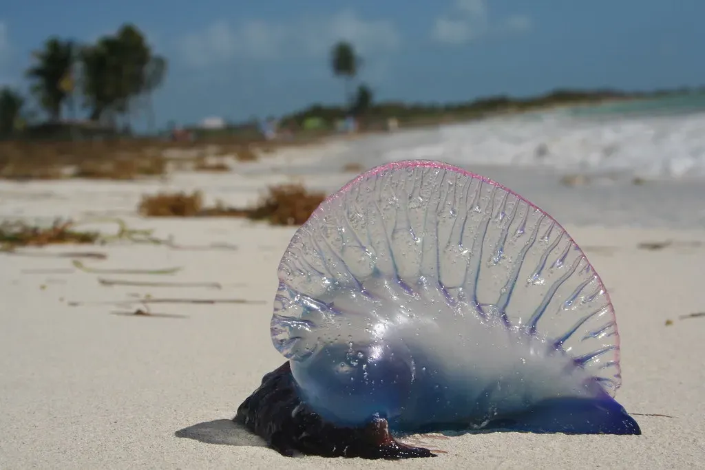 Portuguese Man O' War (Image Credits: Flickr)