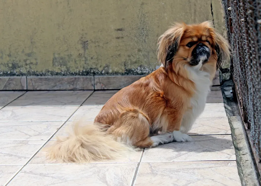 #20. Japanese Chin (Image Credits: Unsplash)