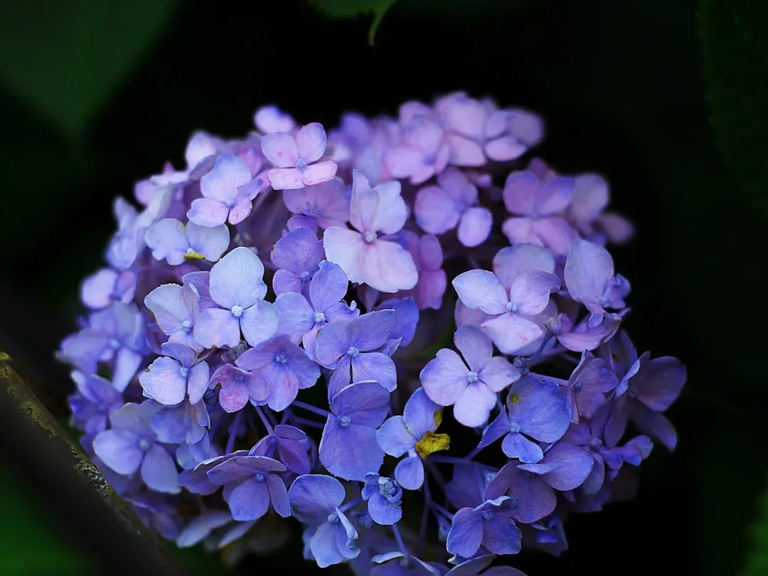 Wild Hydrangea: Shade-Loving Native Royalty (Image Credits: Unsplash)