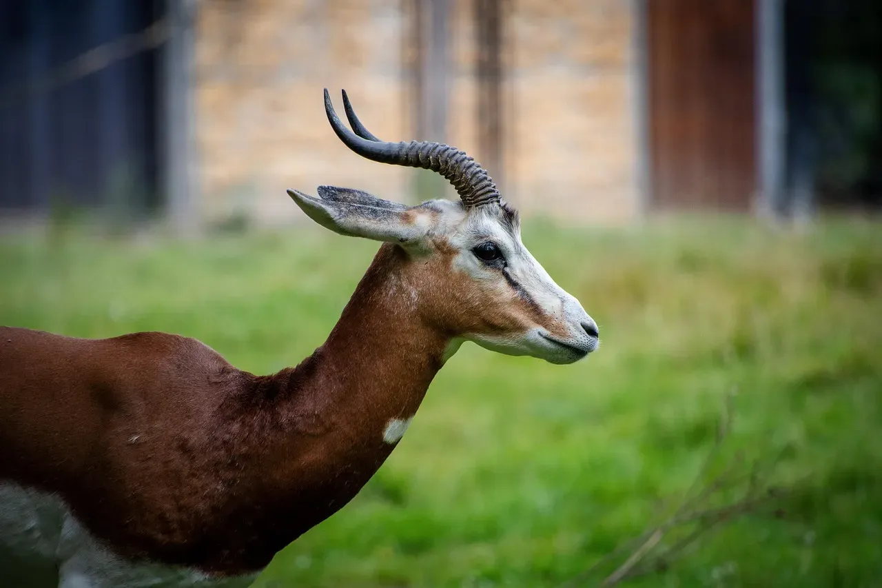 12. The Dorcas Gazelle: Grace Under Extreme Pressure (Image Credits: Pixabay)