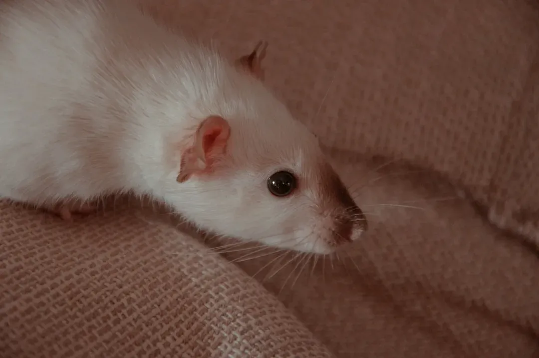 Small, Mischievous Rodents Like Rats (Image Credits: Unsplash)