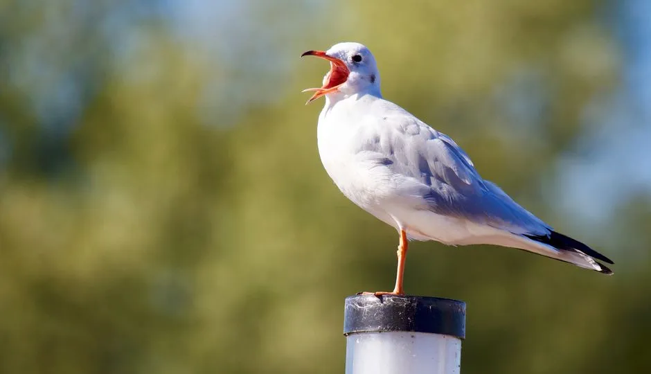 Alarm Calls: The &ldquo;Breaking News&rdquo; Alerts of the Bird World (Image Credits: Pexels)