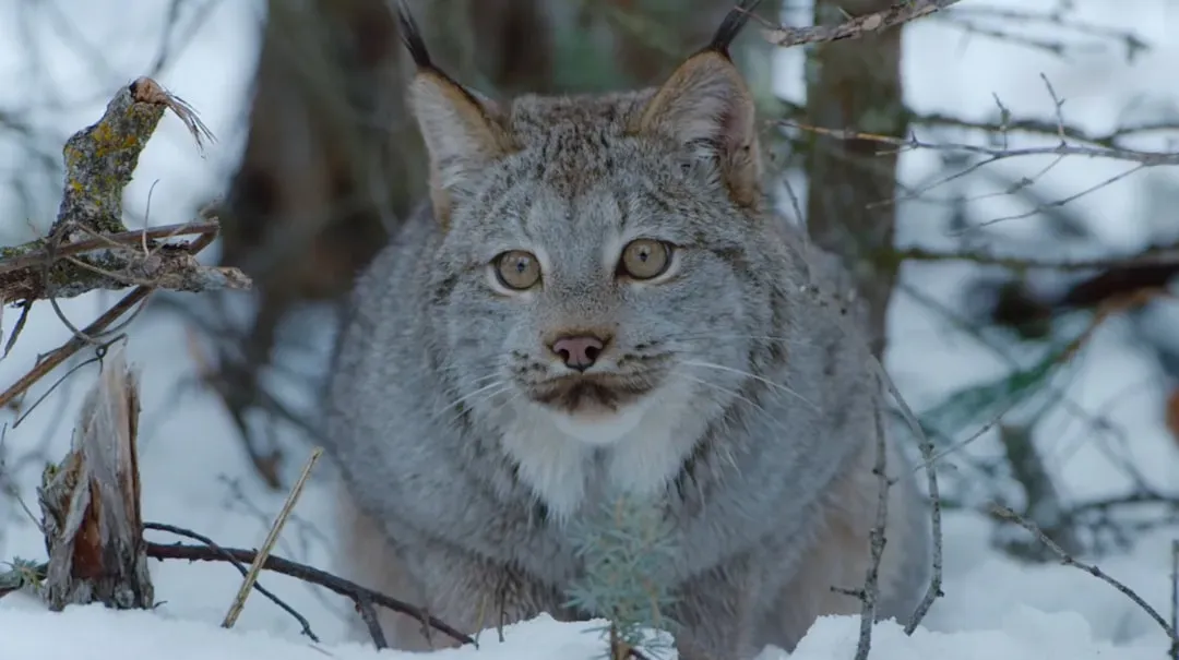 Minnesota: Great Lakes Lynx Country (Image Credits: Unsplash)