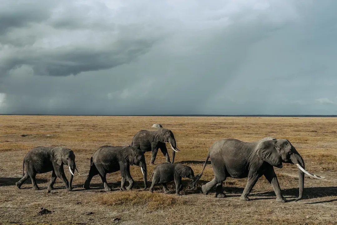 Elephants Sense Thunderstorms from 150 Miles Away (Image Credits: Unsplash)